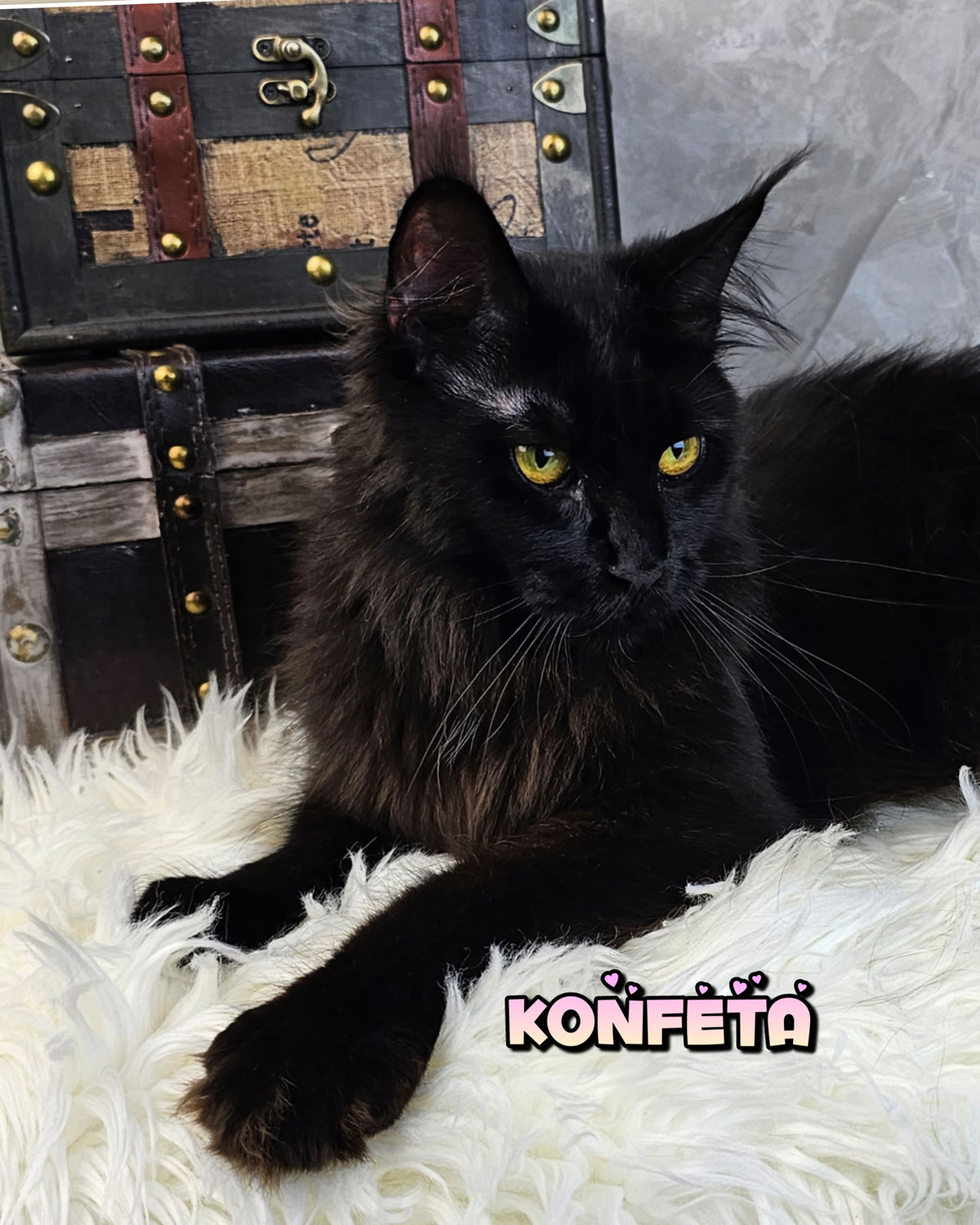 KONFETA-3