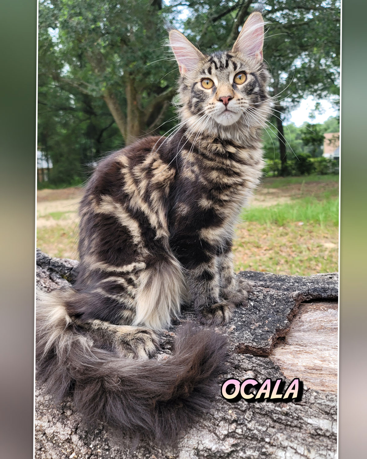 Ocala-2
