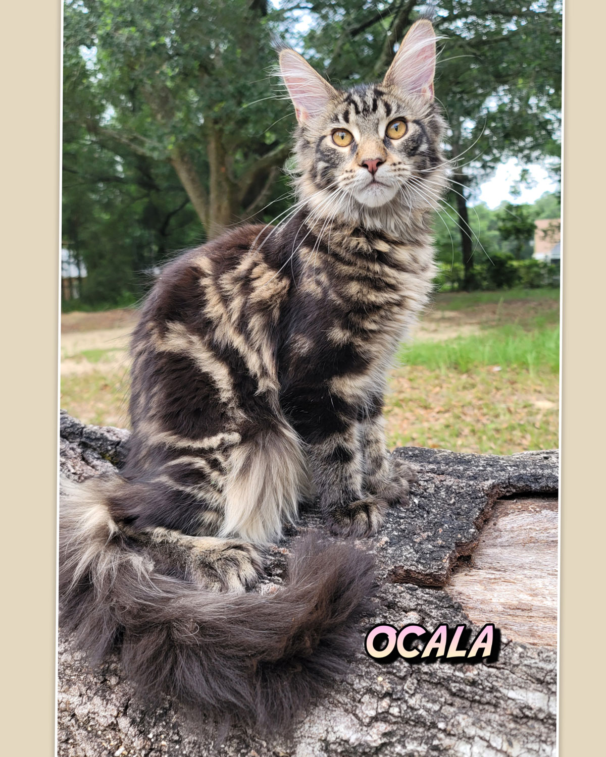 Ocala-3