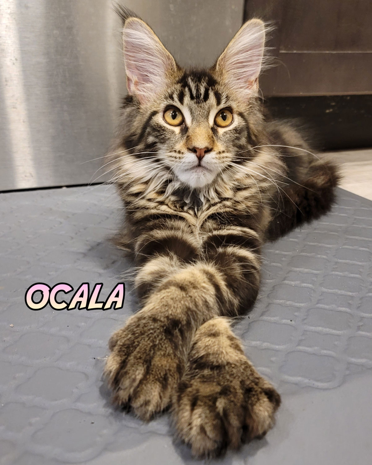 Ocala-5