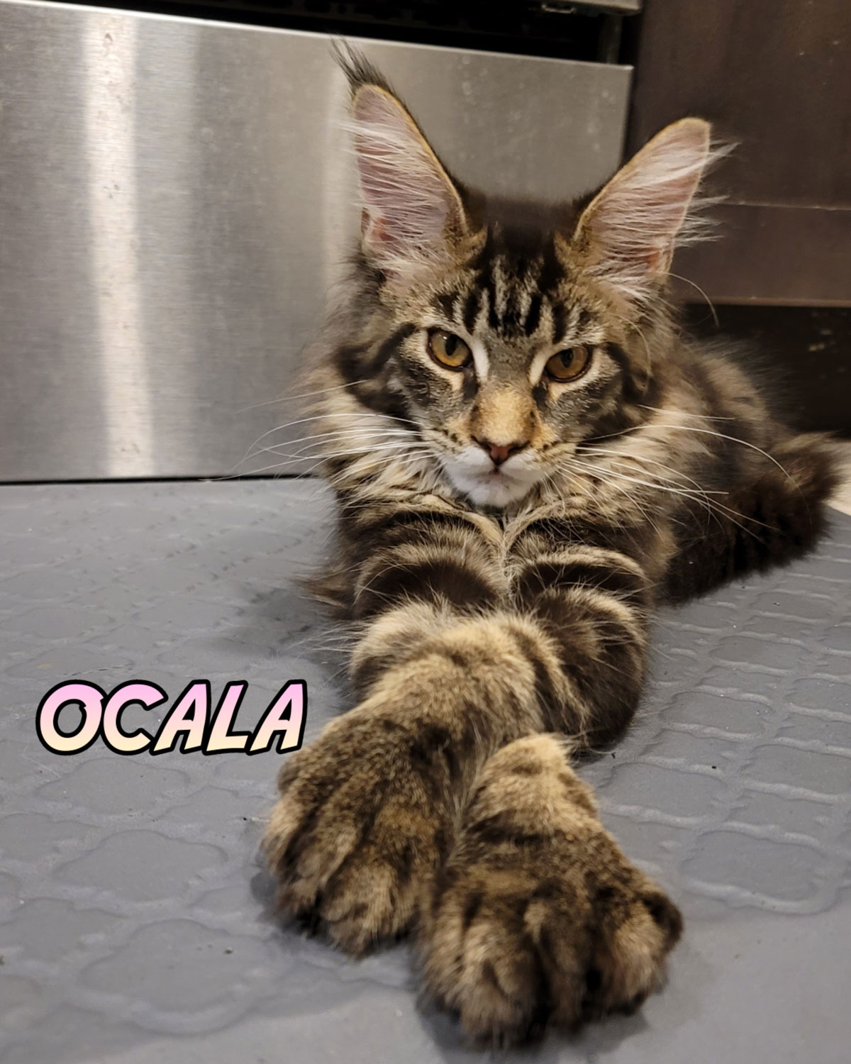 Ocala-6