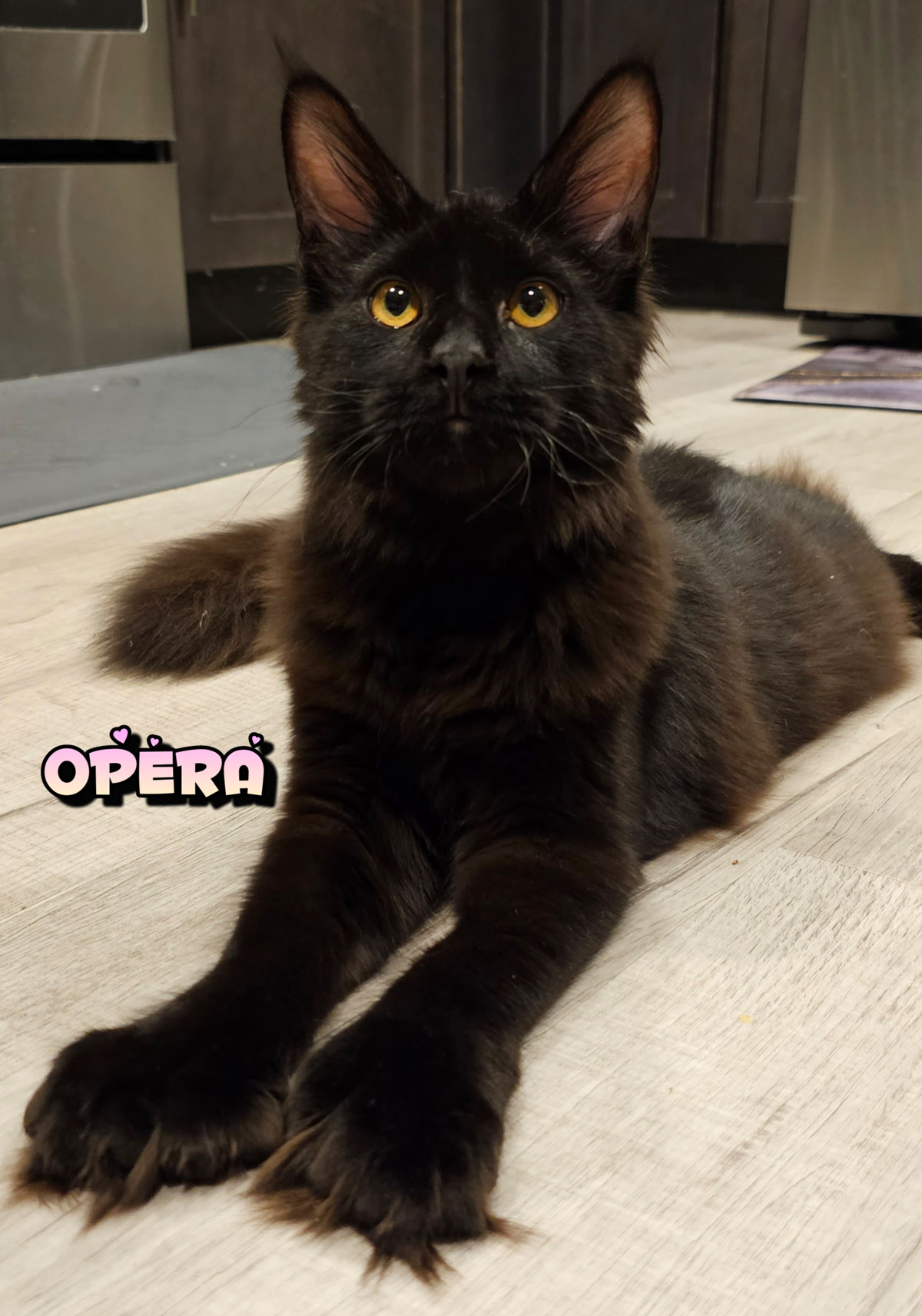 OPERA-2