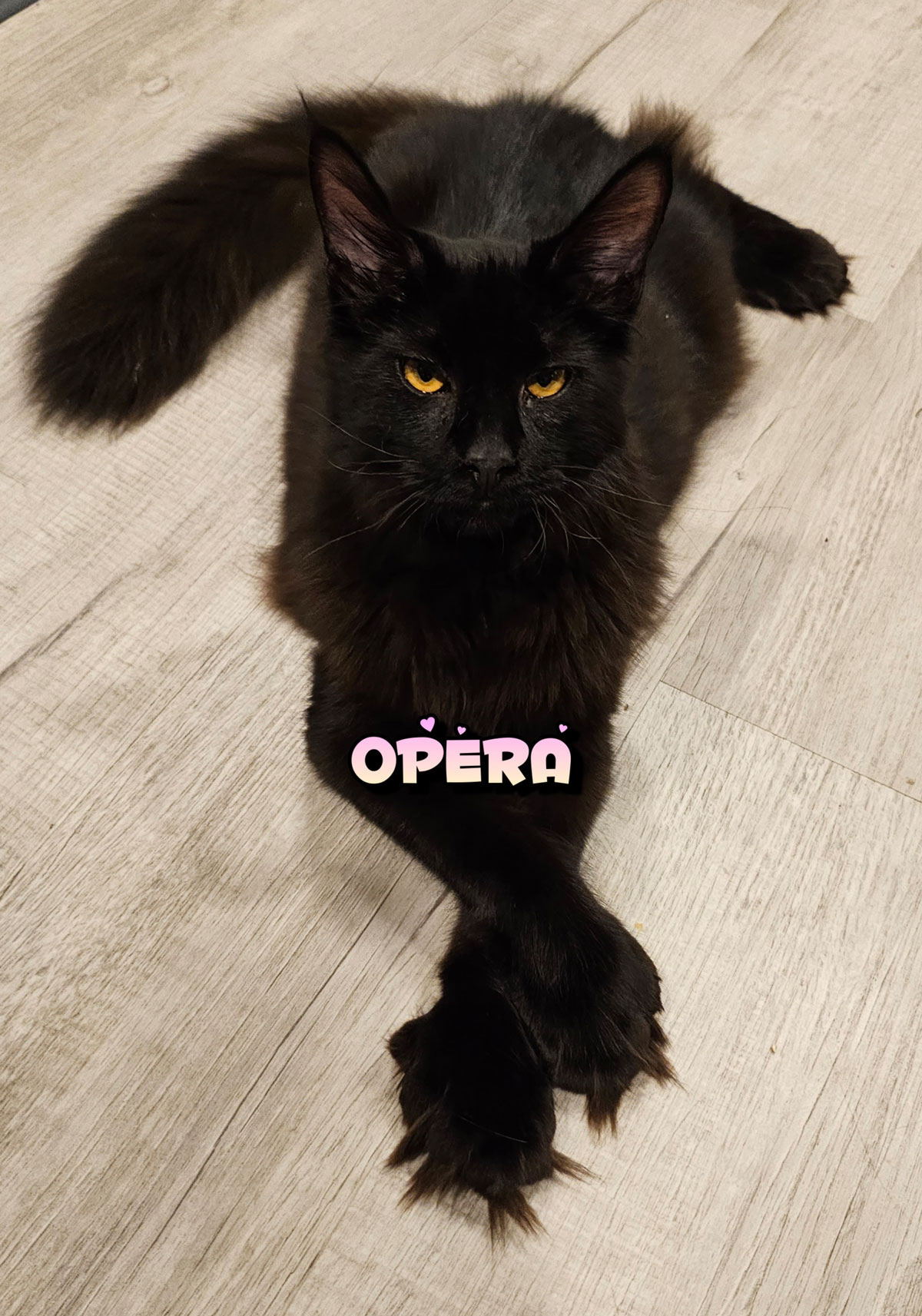 OPERA-3