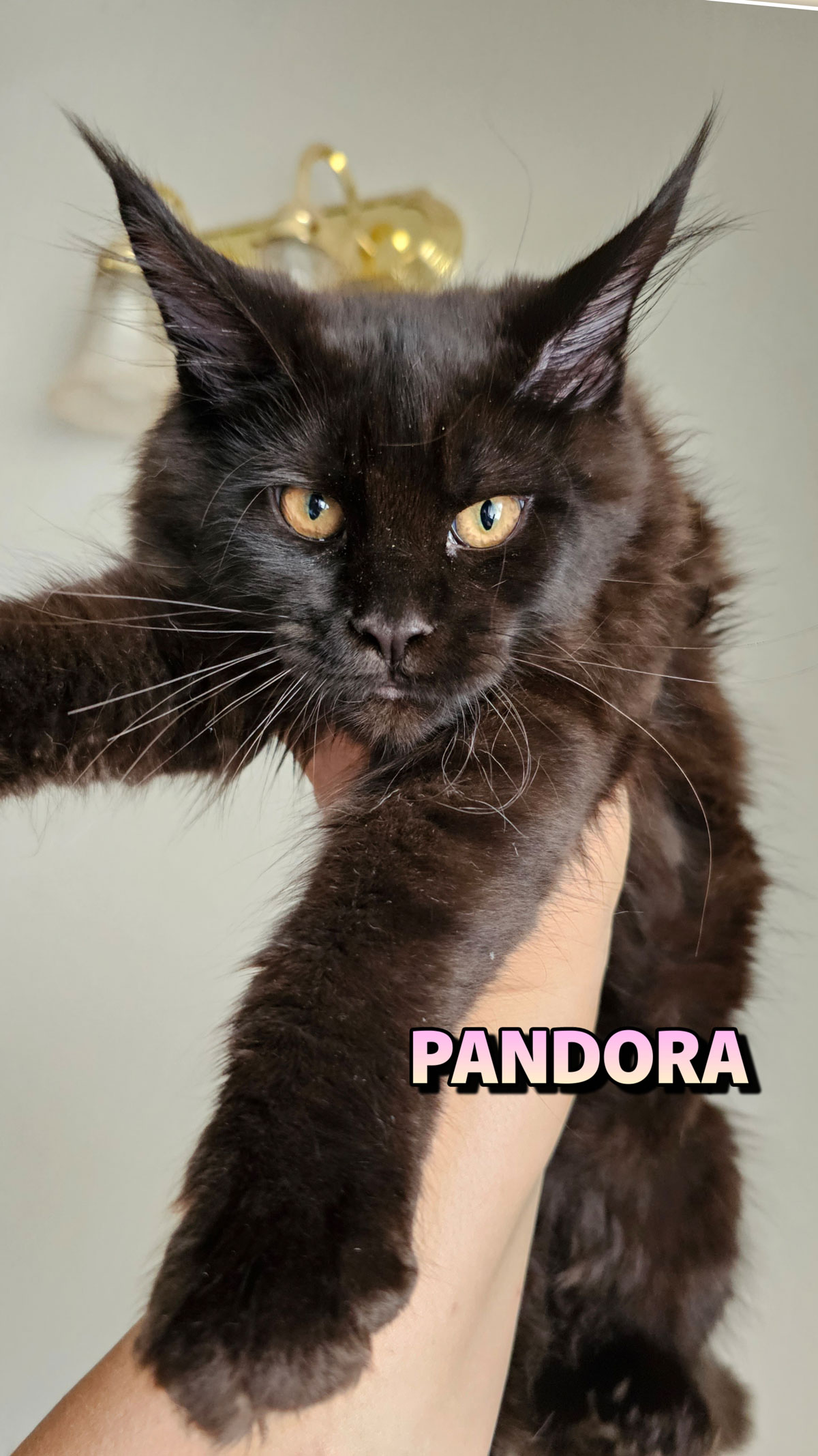 PANDORA-2