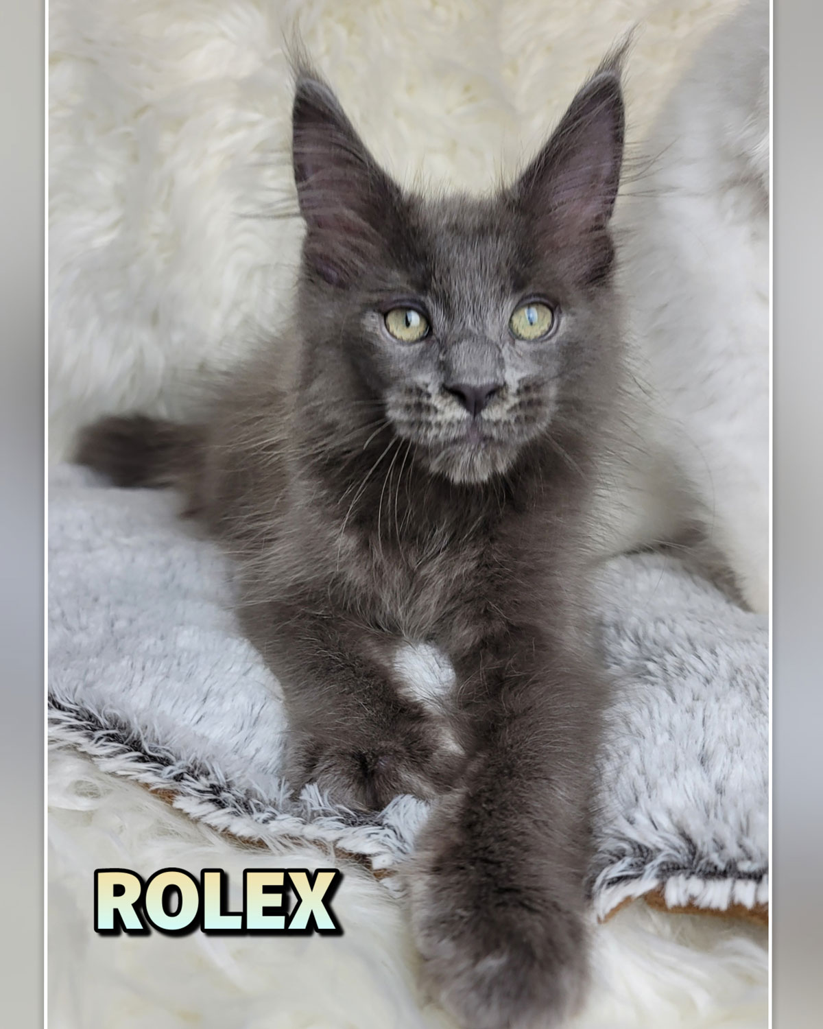 ROLEX-3