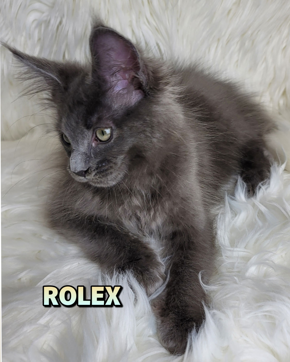 ROLEX-4