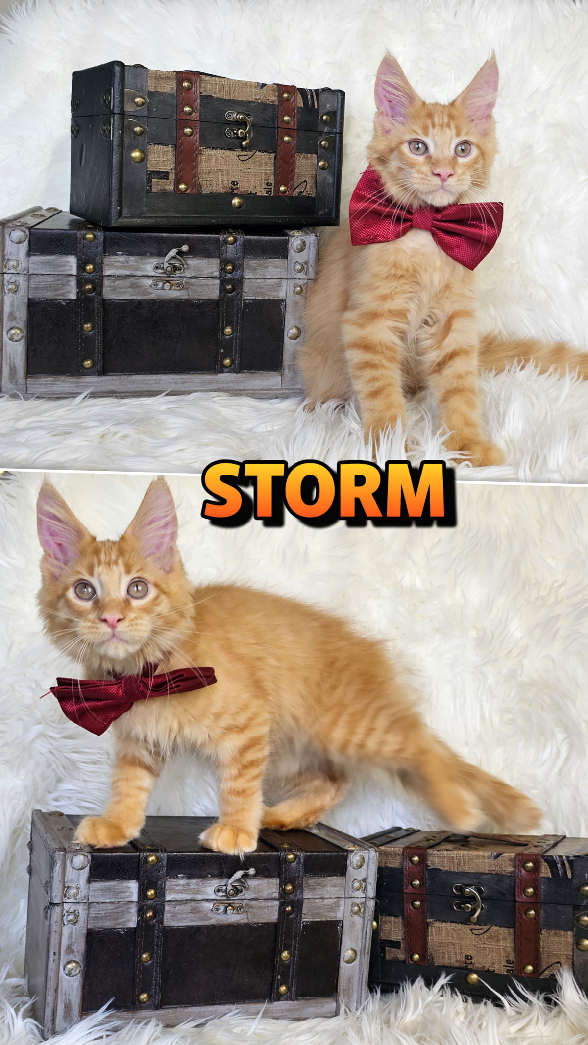 STORM-2