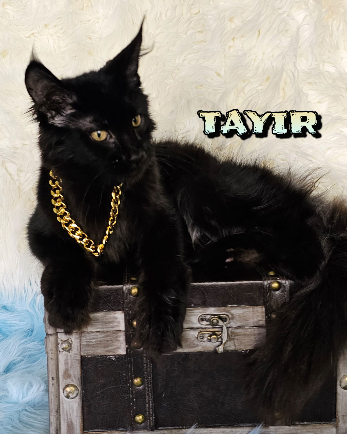 TAYIR-2