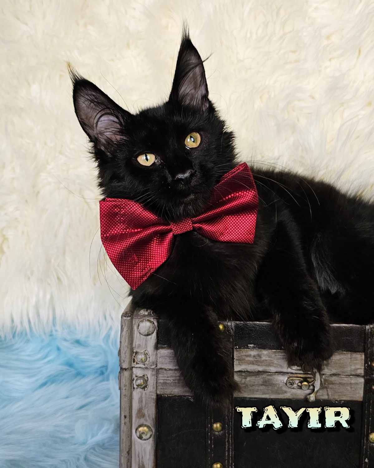 TAYIR-3