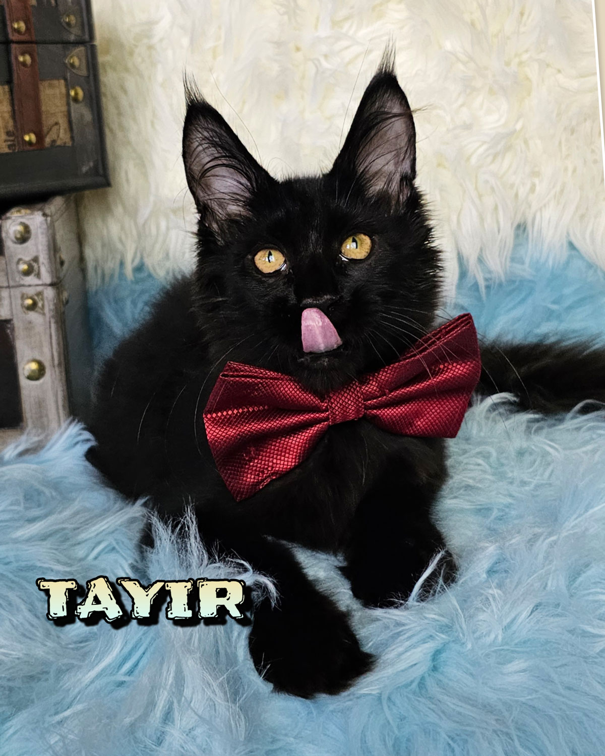 TAYIR-4
