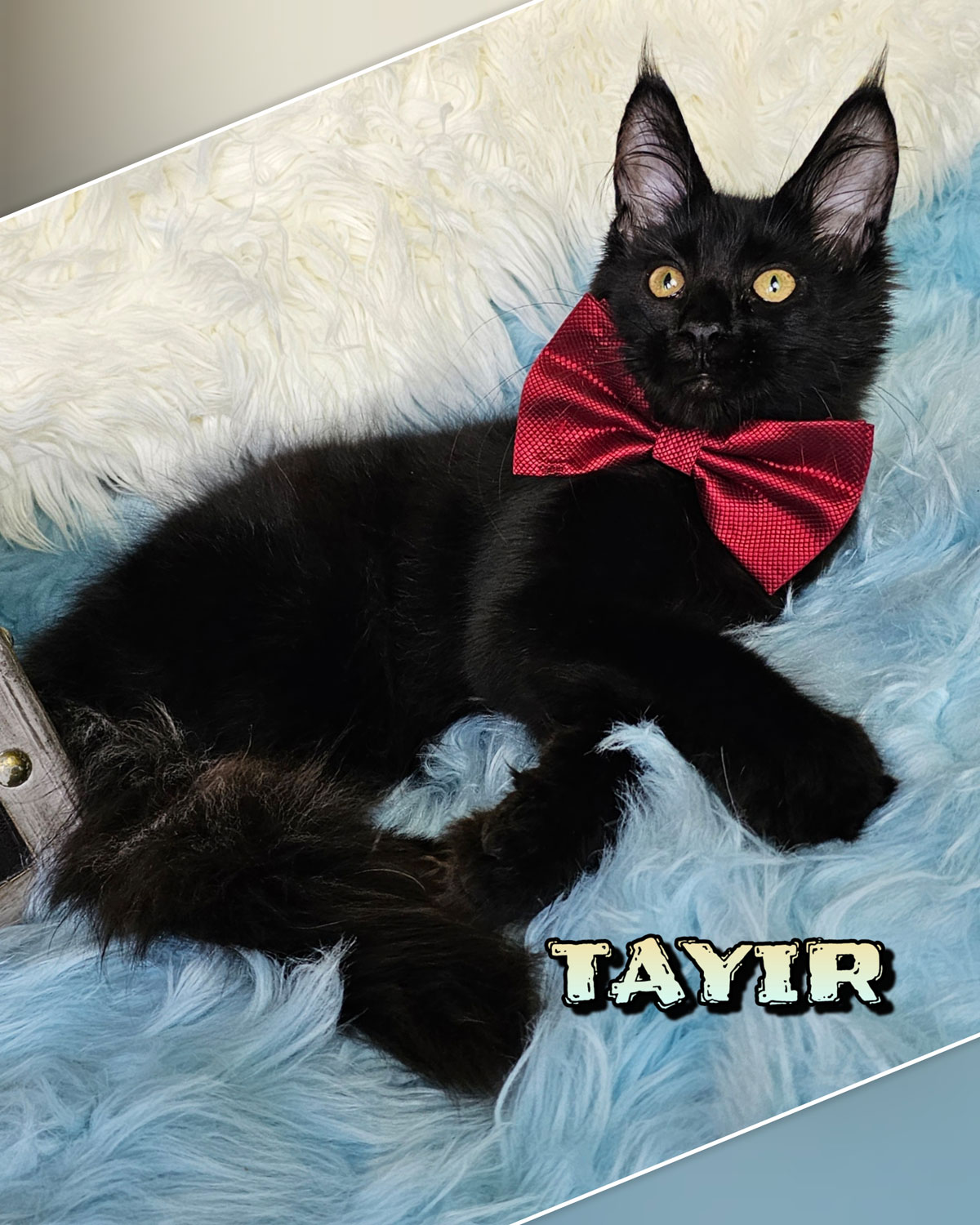 TAYIR-5