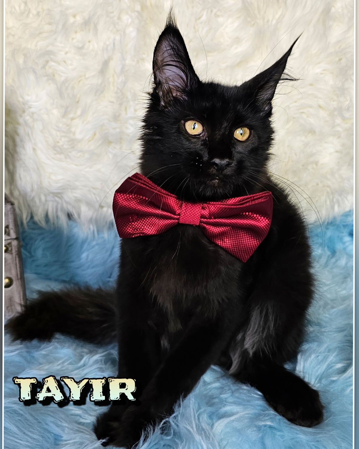 TAYIR-6