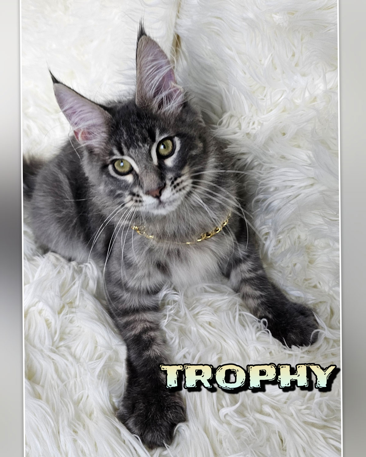 TROPHY-2