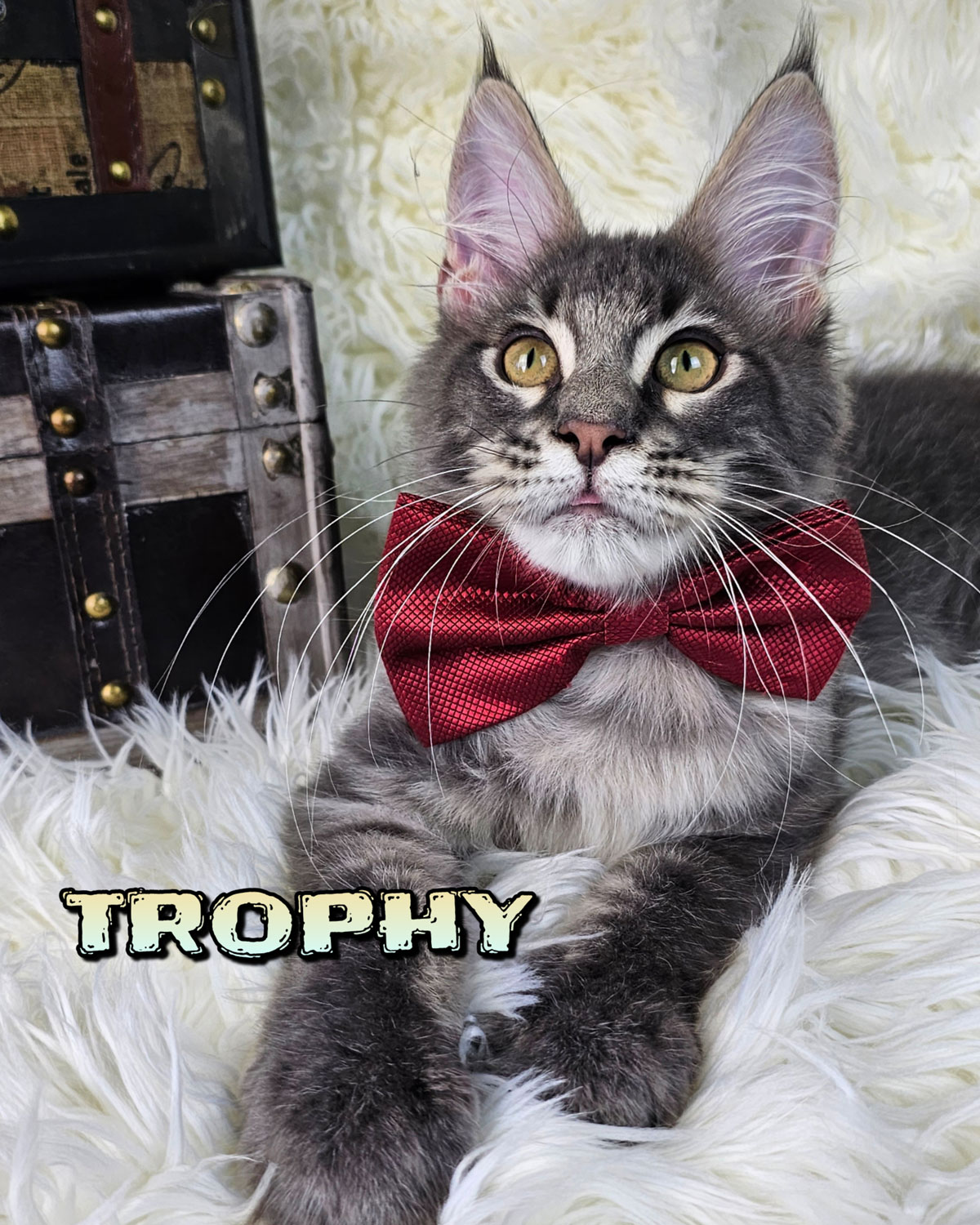TROPHY-4