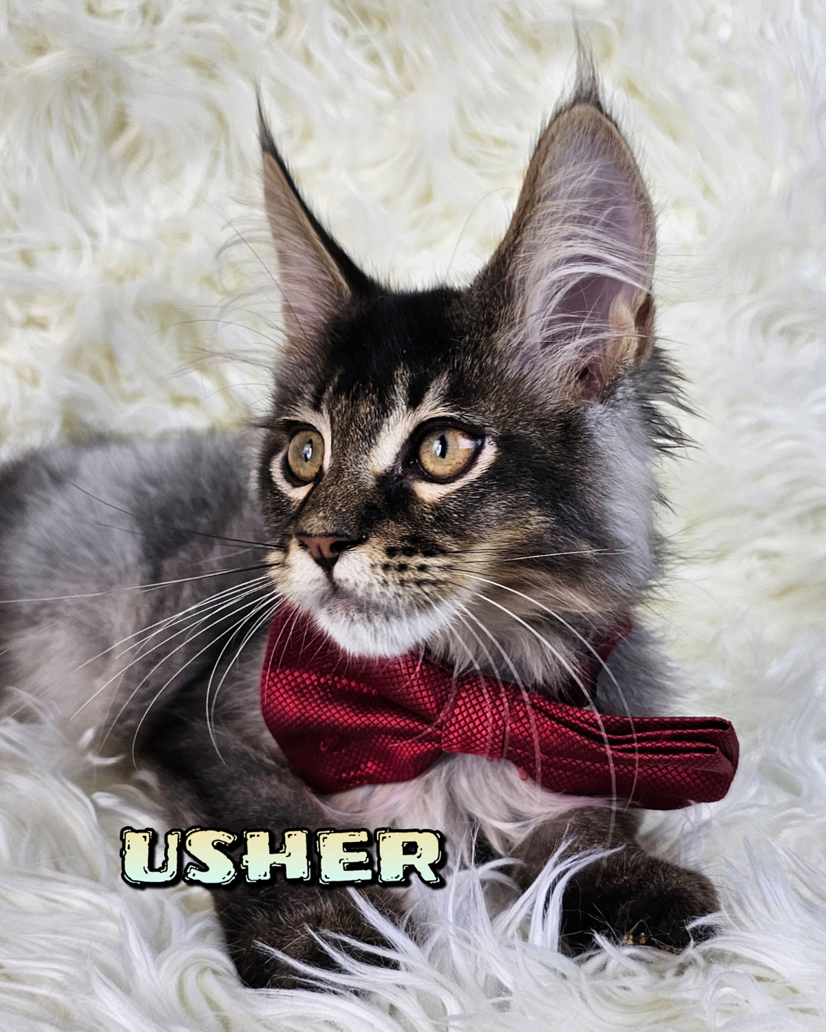 USHER-4