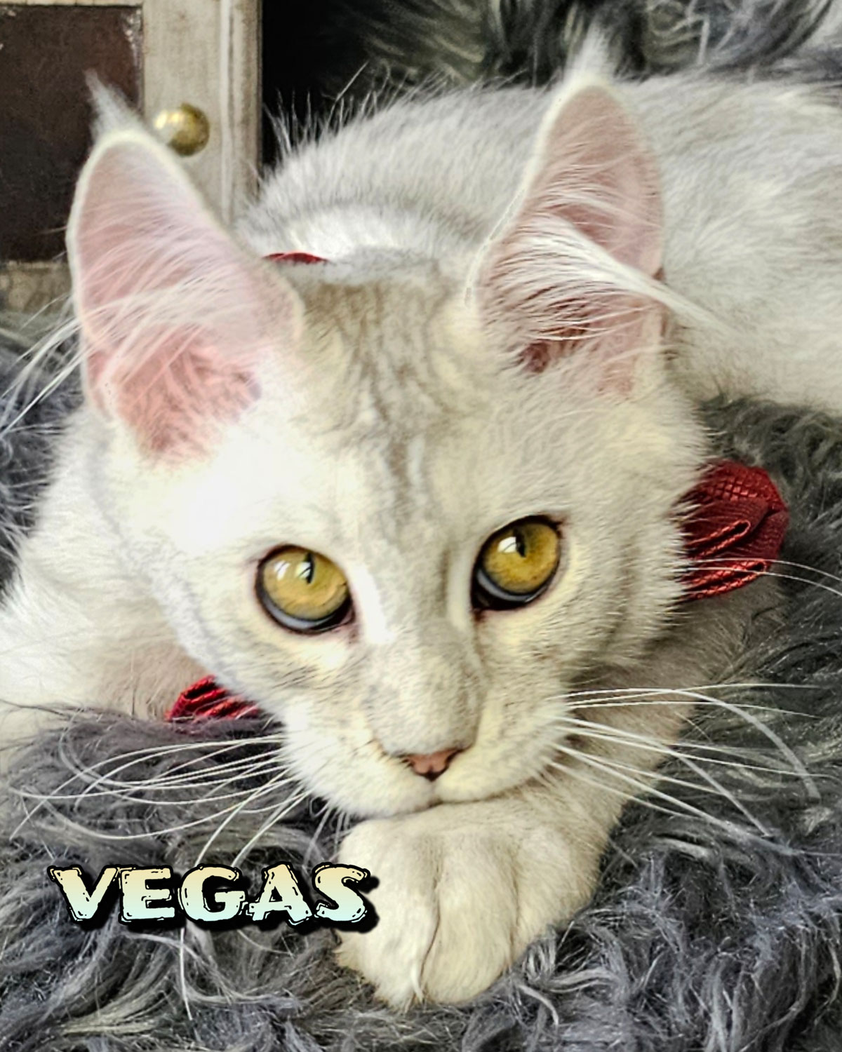 VEGAS-10