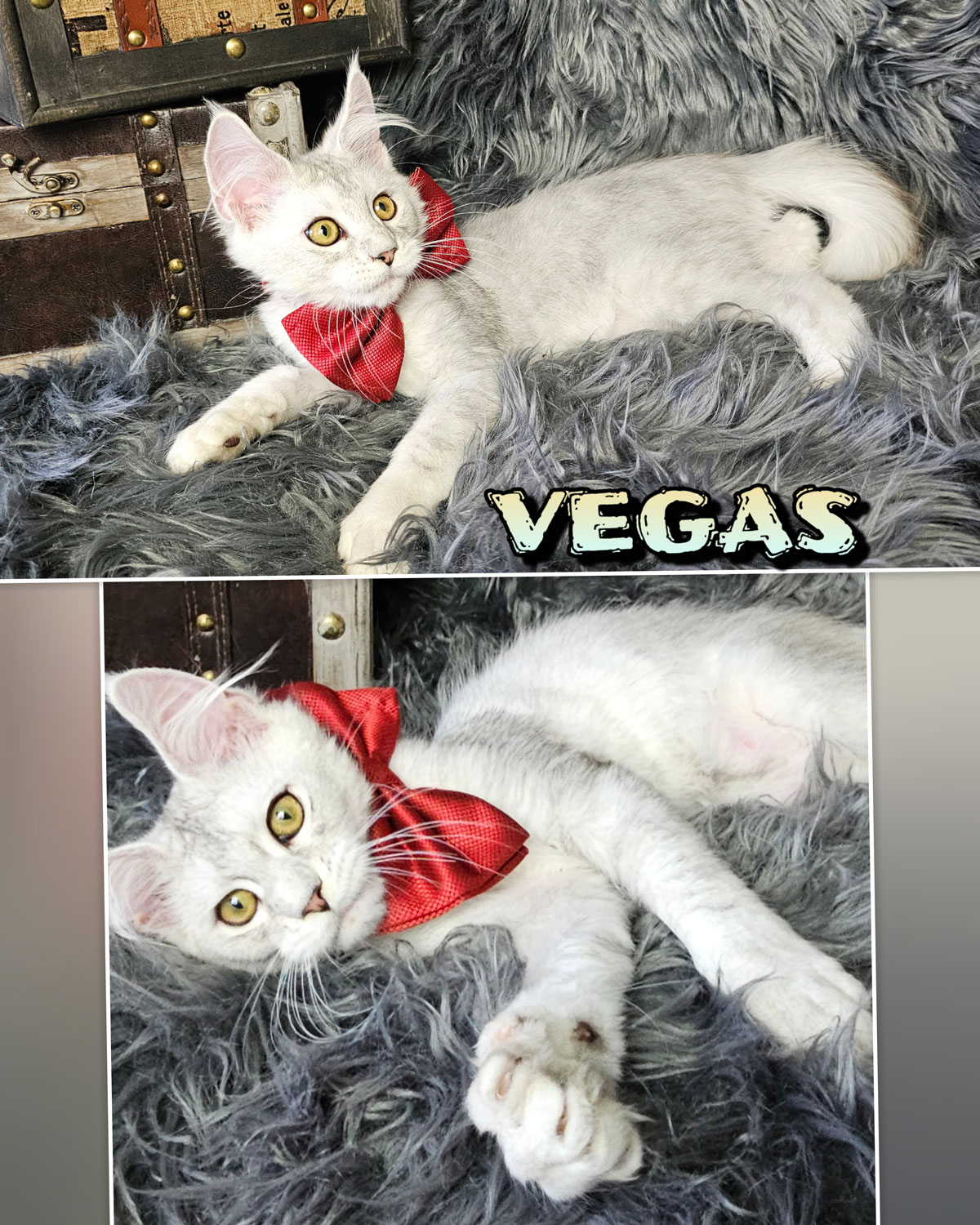VEGAS-3
