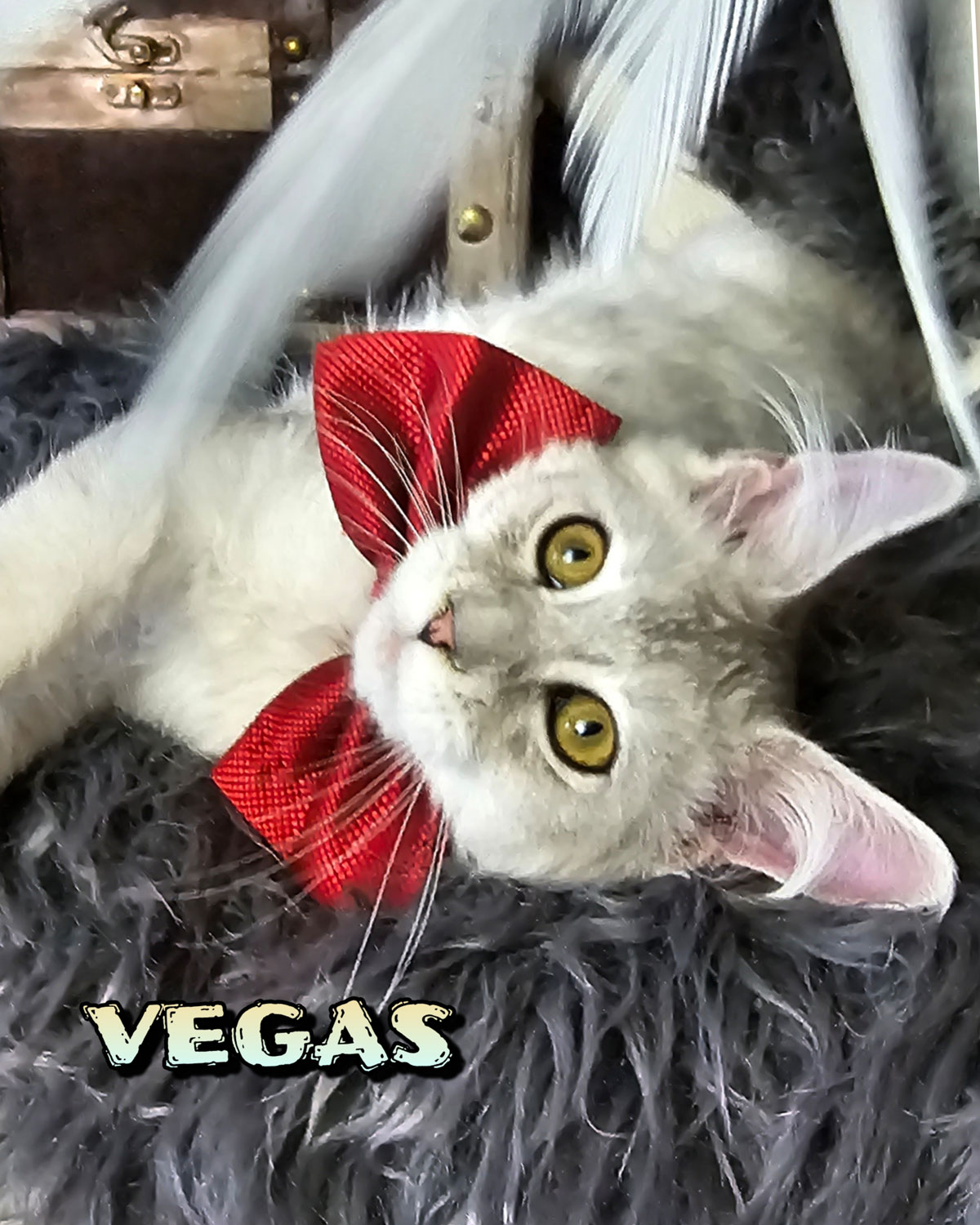 VEGAS-4