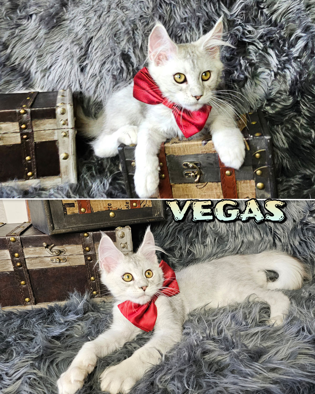 VEGAS-6