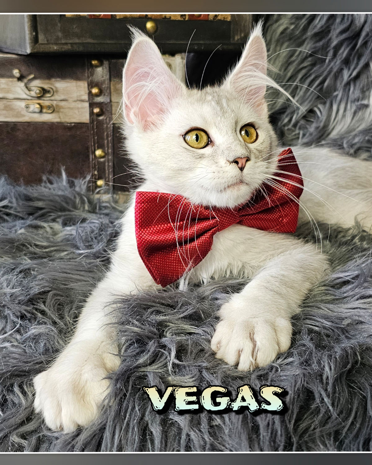 VEGAS-9