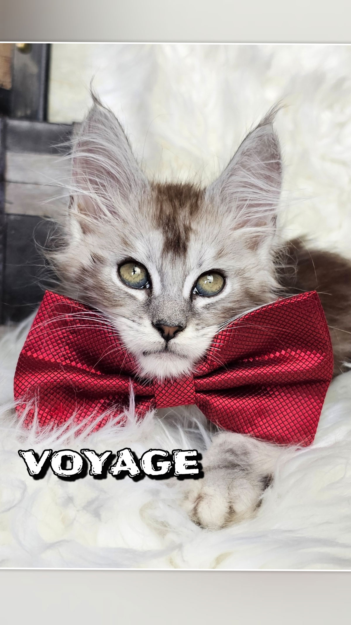 VOYAGE-7