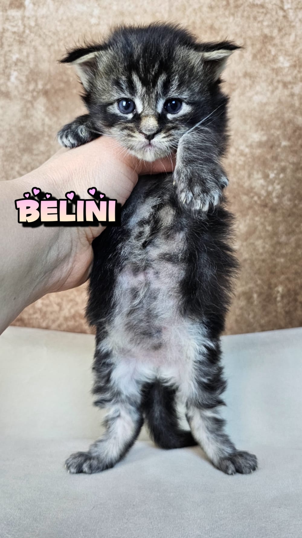 Bellini (8)