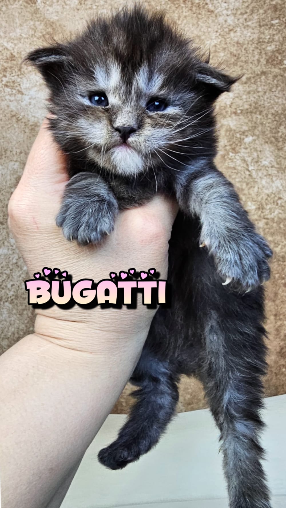 Bugatti (13)