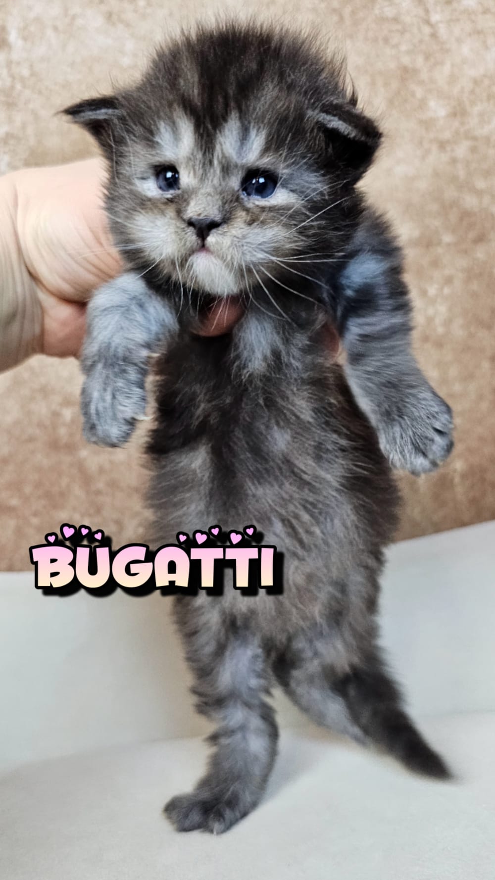 Bugatti (14)