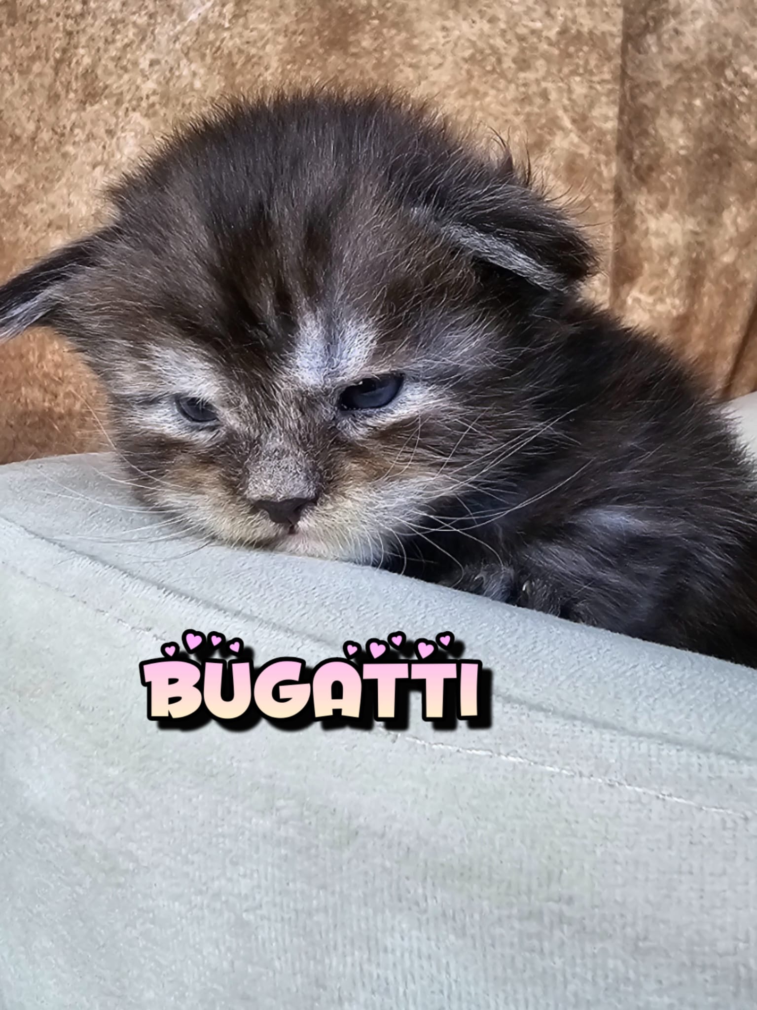 Bugatti (15)