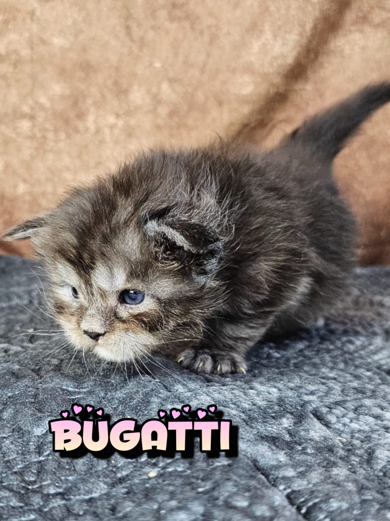 Bugatti (20)