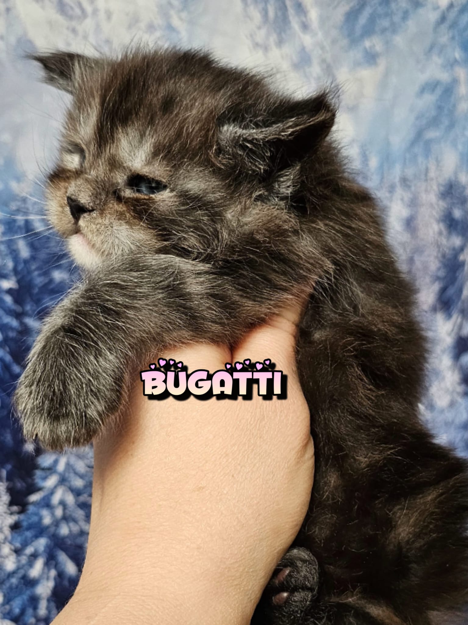 Bugatti (4)