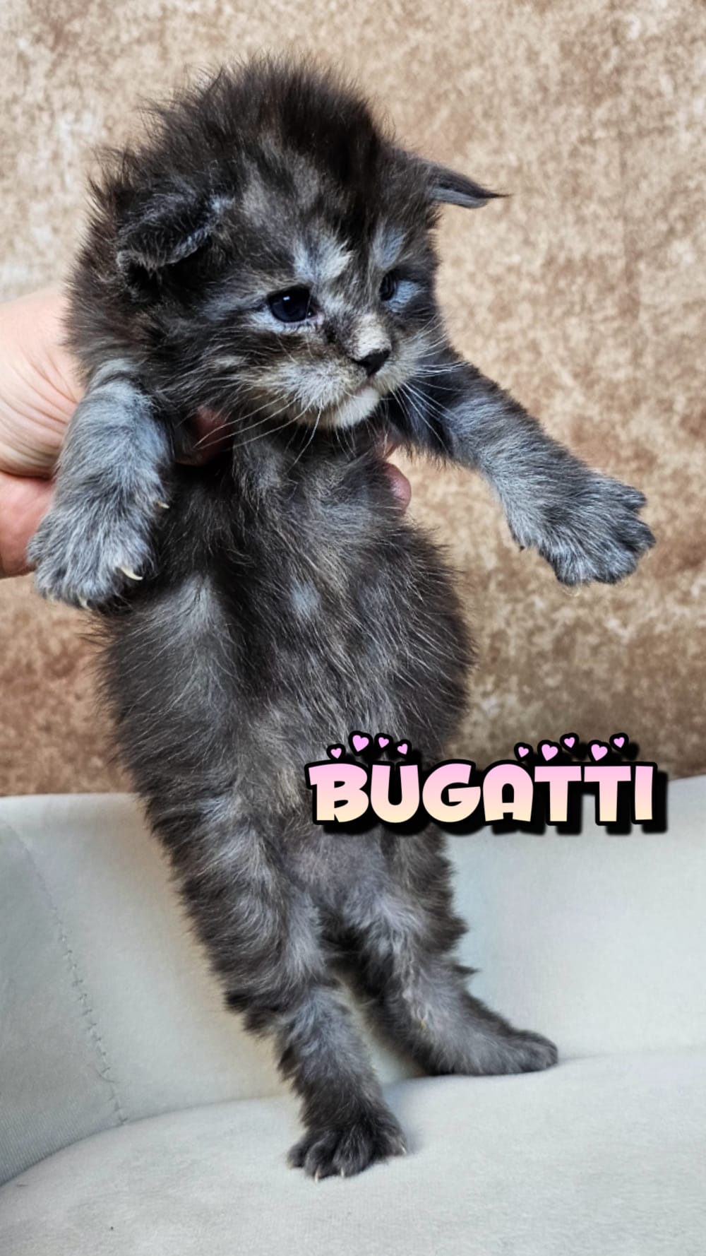 Bugatti (9)