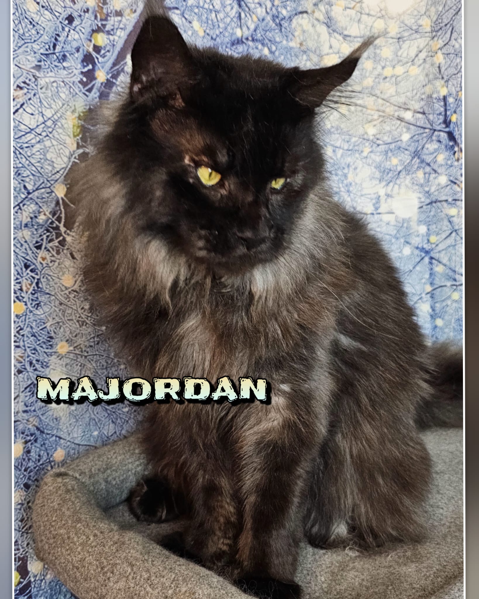 Maine-Coon-Majordan (10)