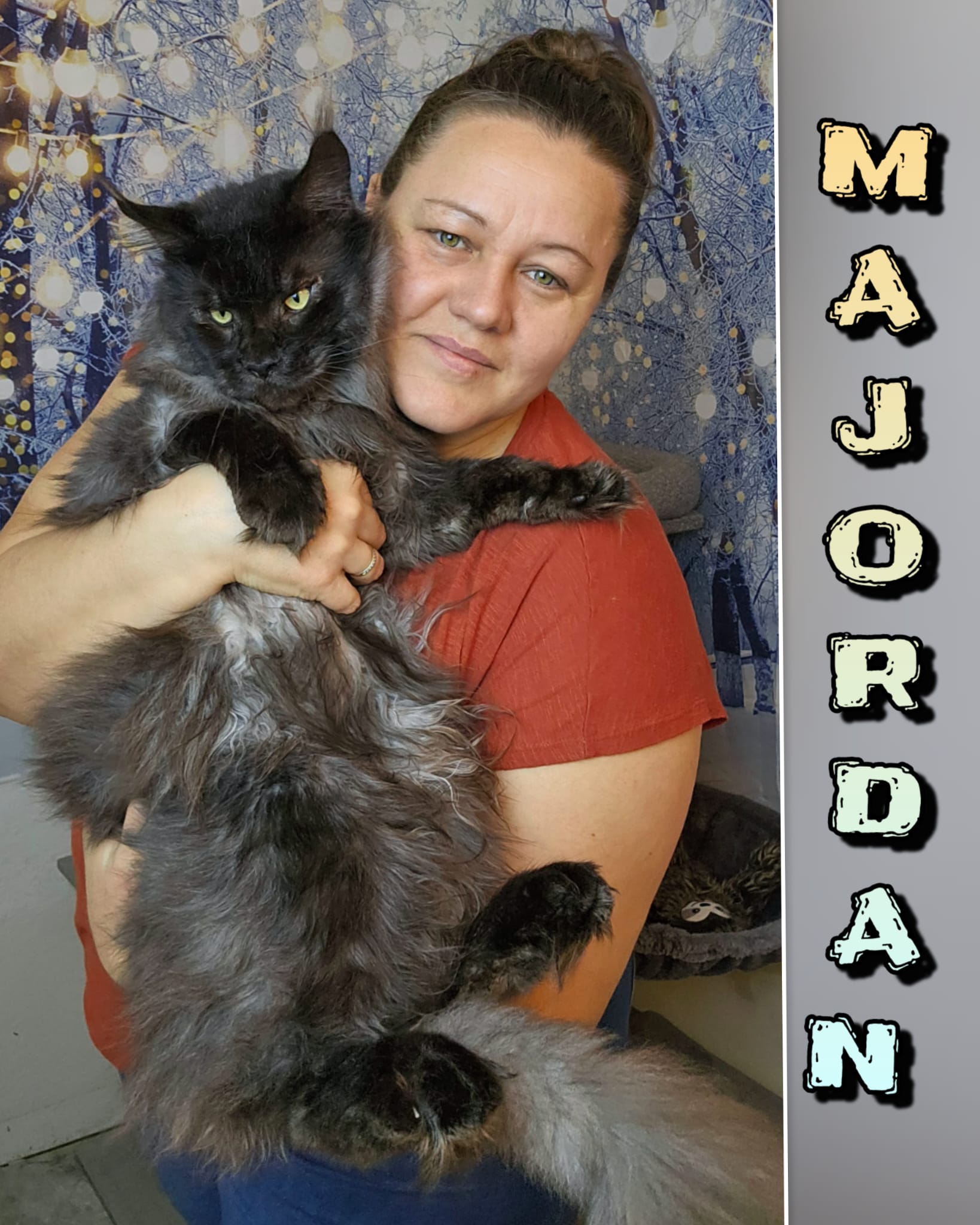 Maine-Coon-Majordan (12)