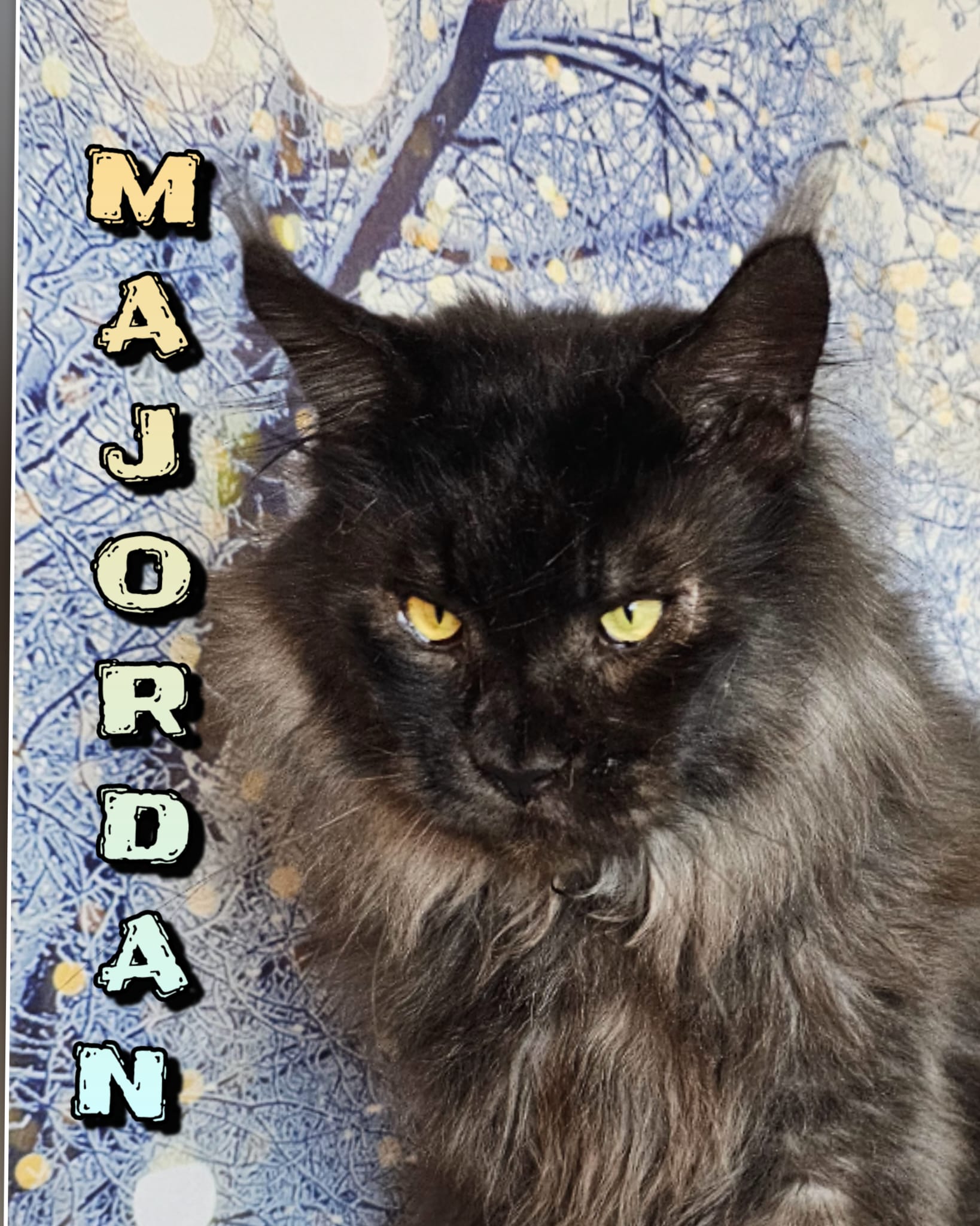 Maine-Coon-Majordan (13)