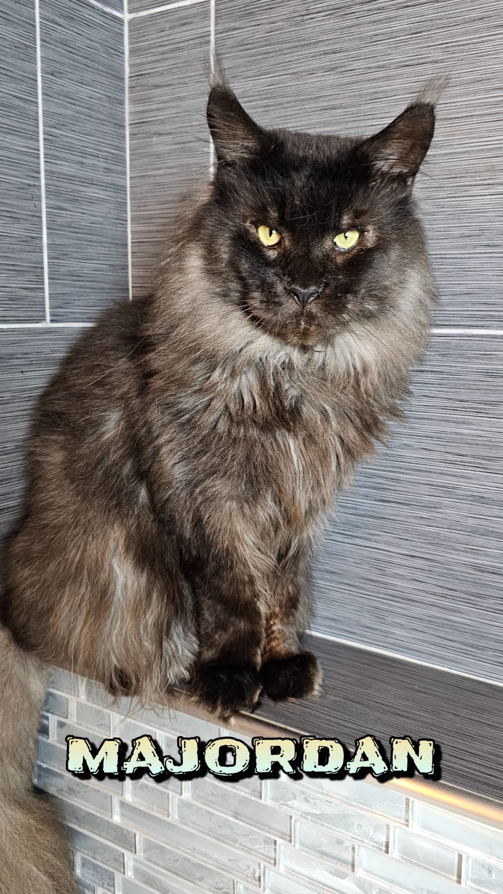 Maine-Coon-Majordan (2)