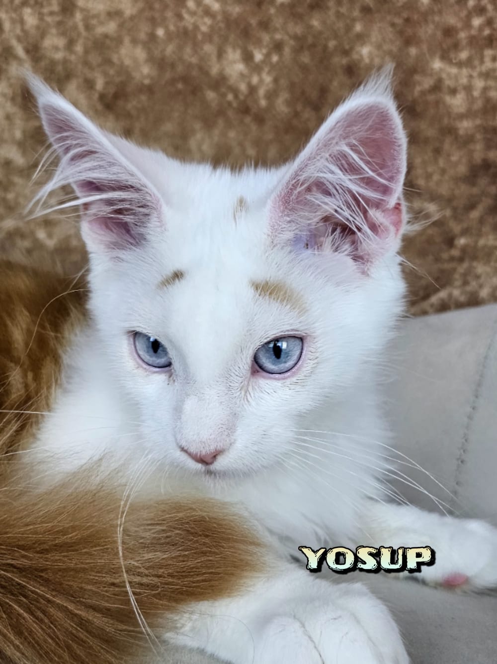 Maine-Coon-Yosup (1)