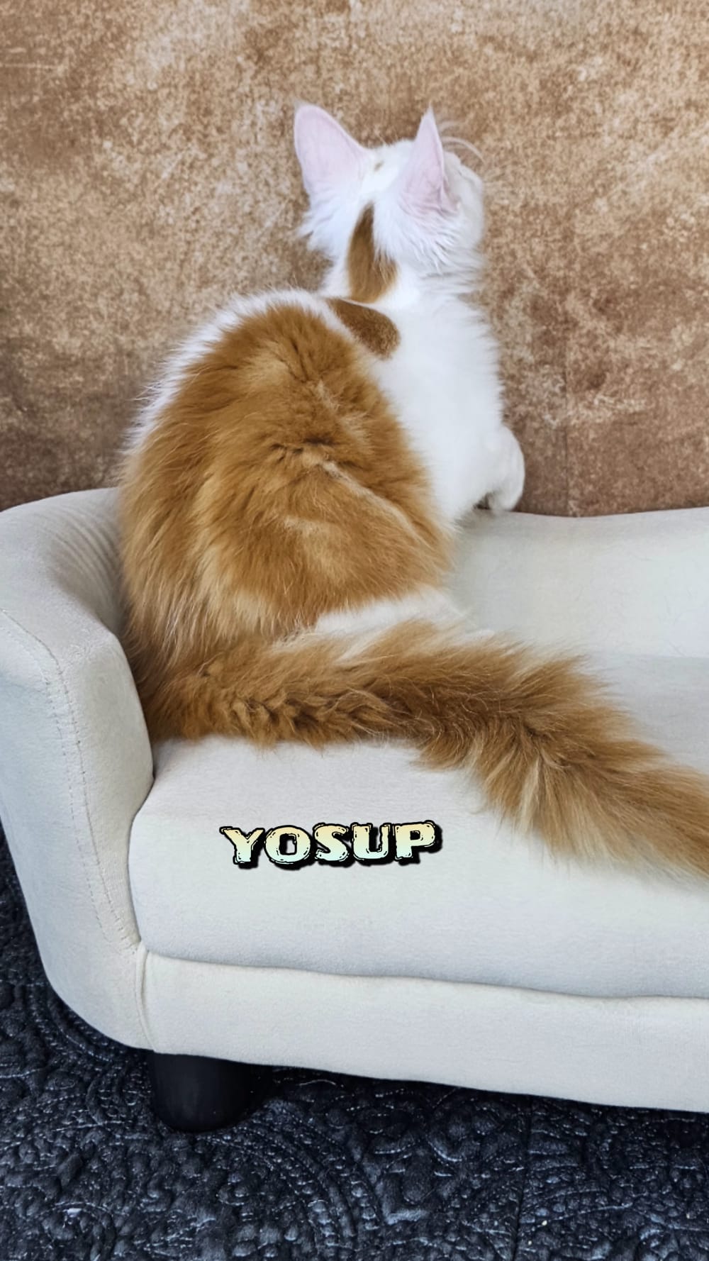 Maine-Coon-Yosup (10)