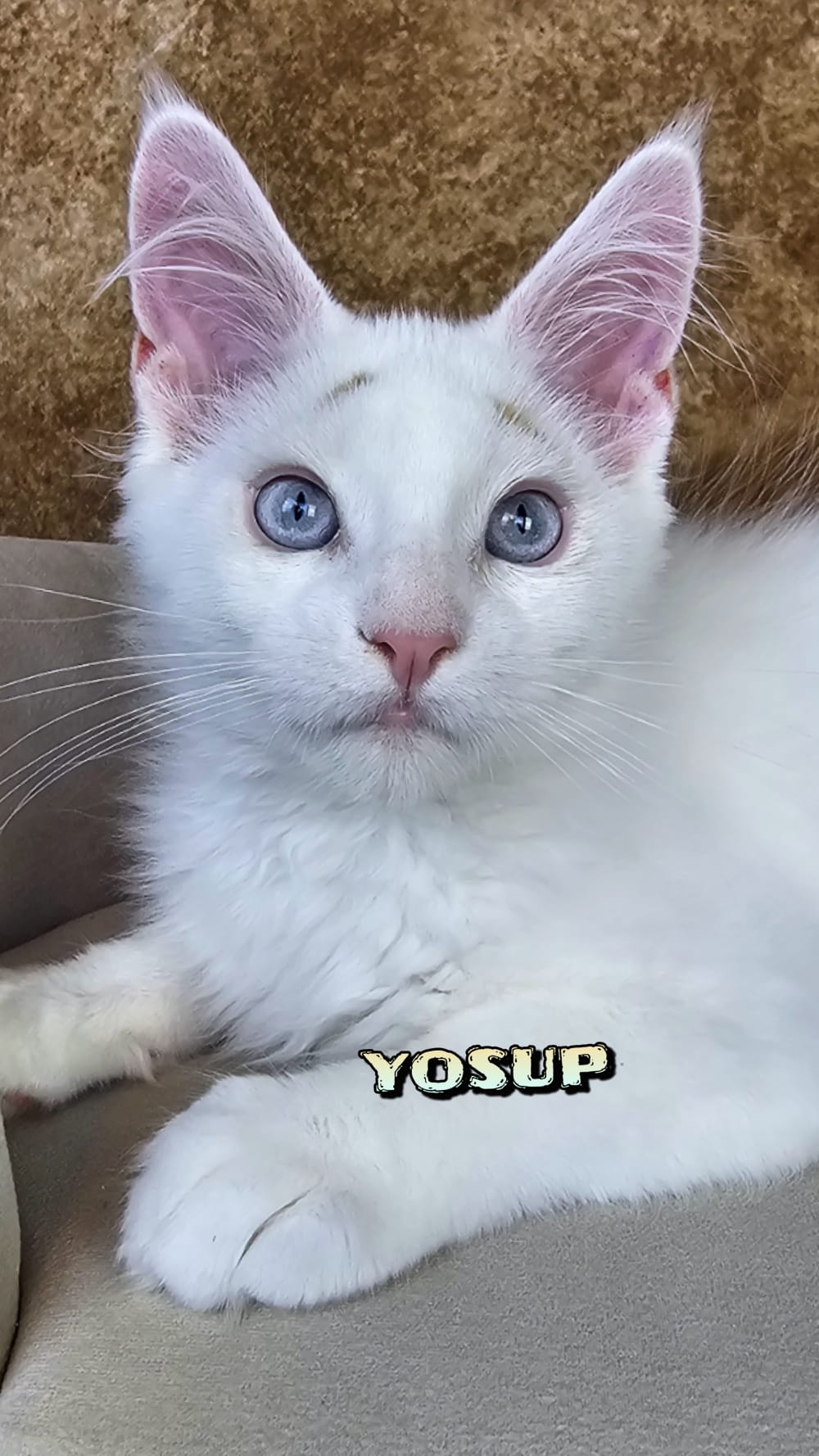 Maine-Coon-Yosup (11)