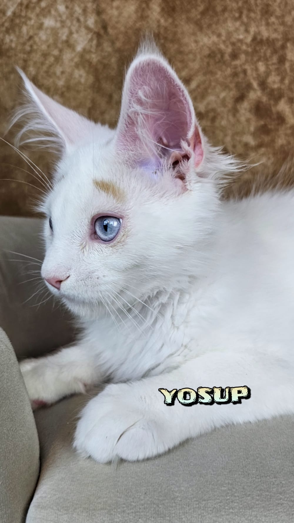 Maine-Coon-Yosup (12)