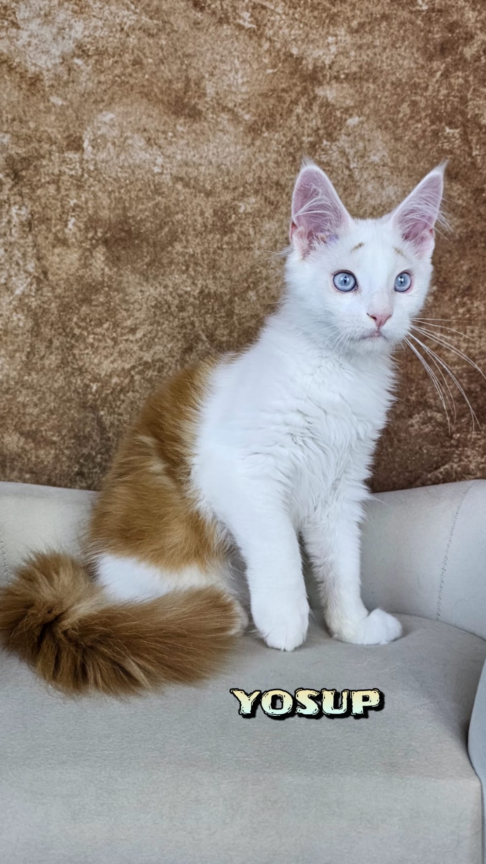 Maine-Coon-Yosup (13)