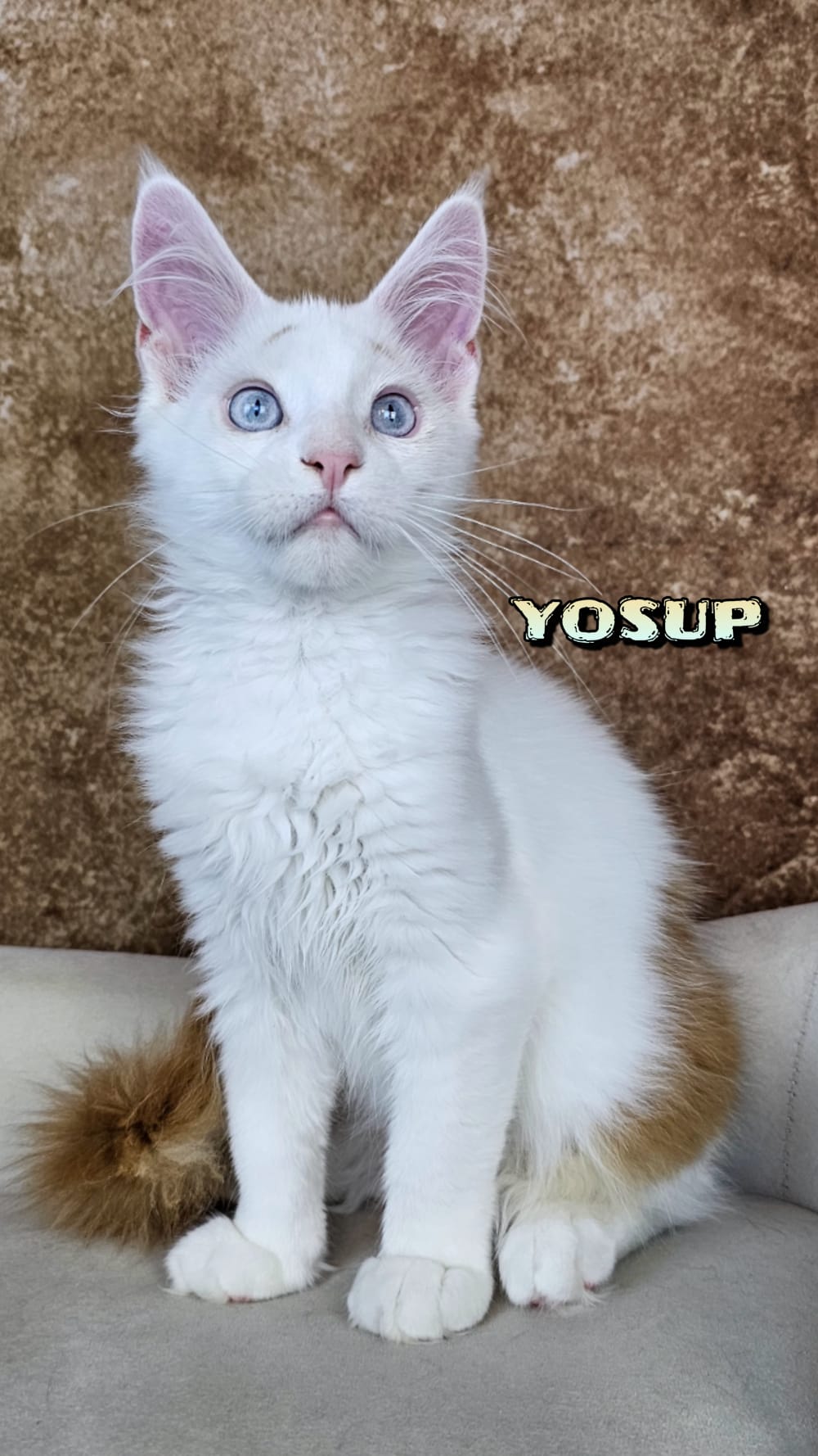 Maine-Coon-Yosup (14)