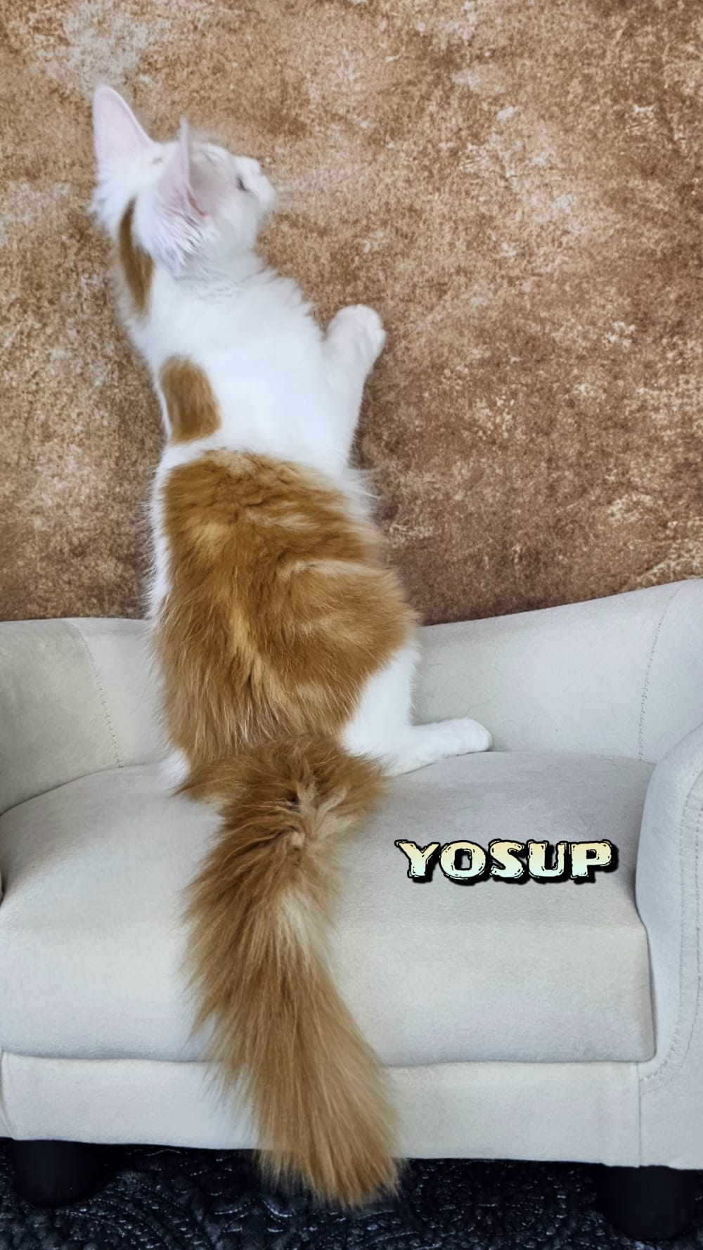 Maine-Coon-Yosup (15)