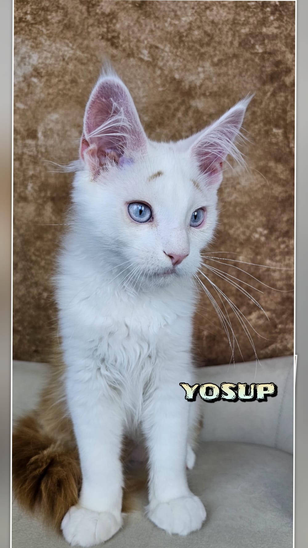 Maine-Coon-Yosup (16)