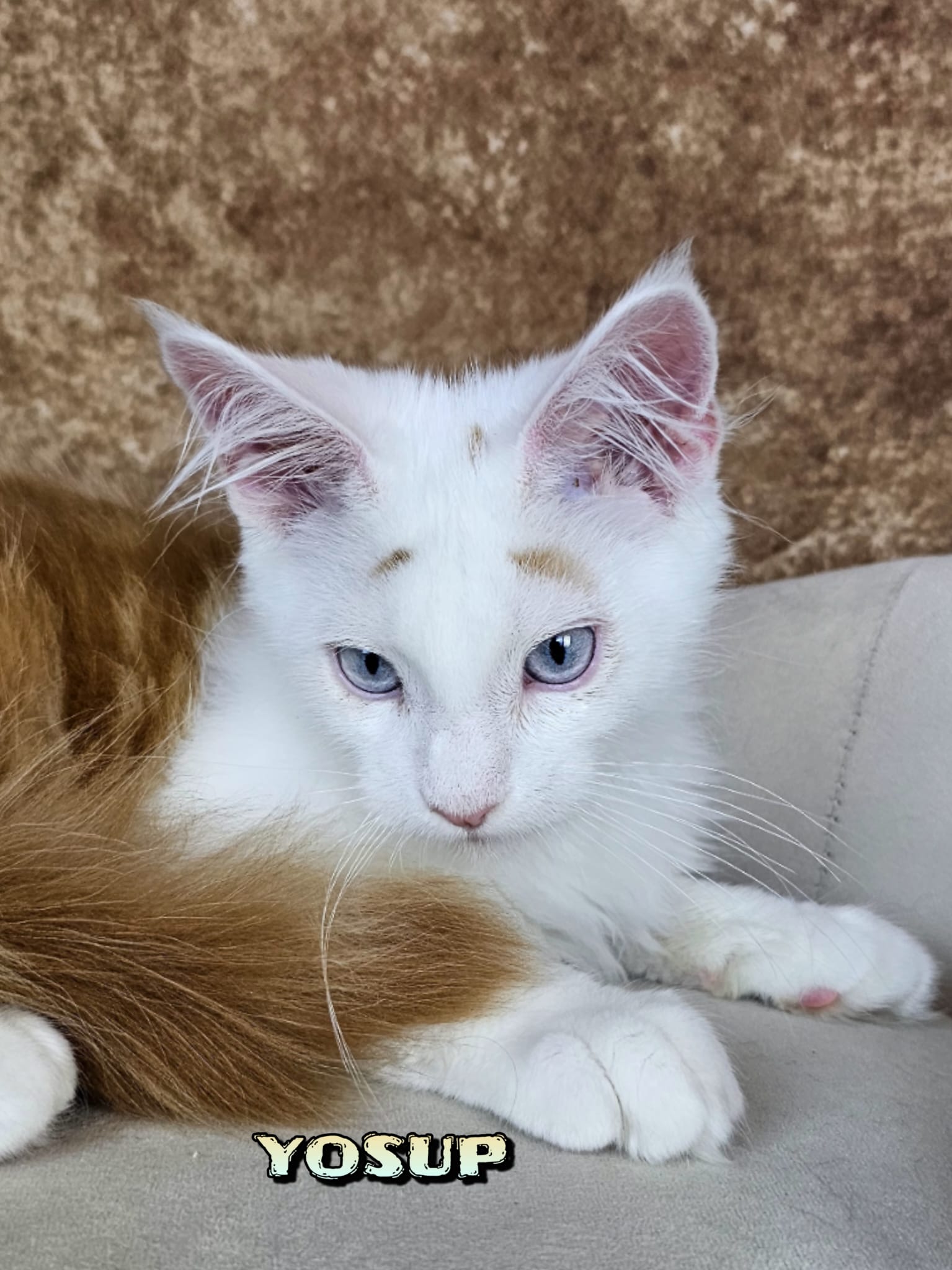 Maine-Coon-Yosup (17)