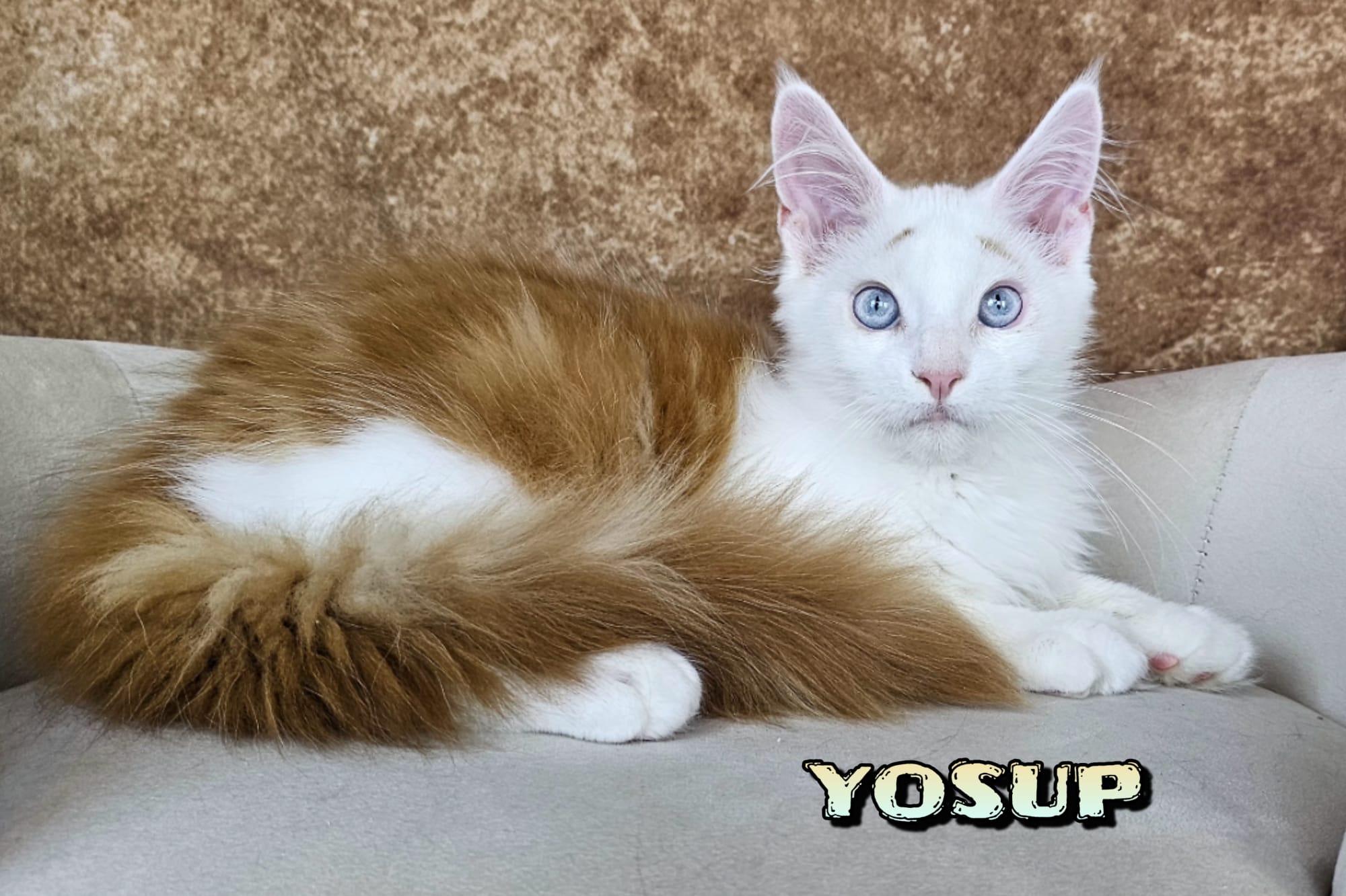 Maine-Coon-Yosup (2)