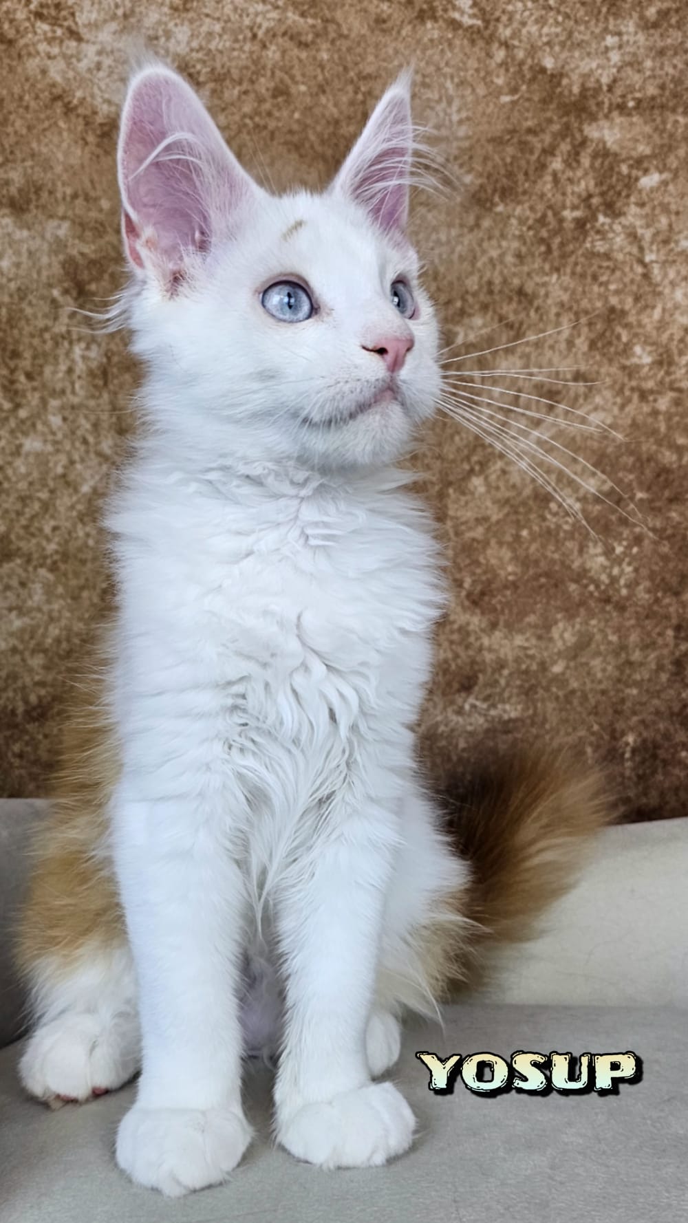 Maine-Coon-Yosup (3)