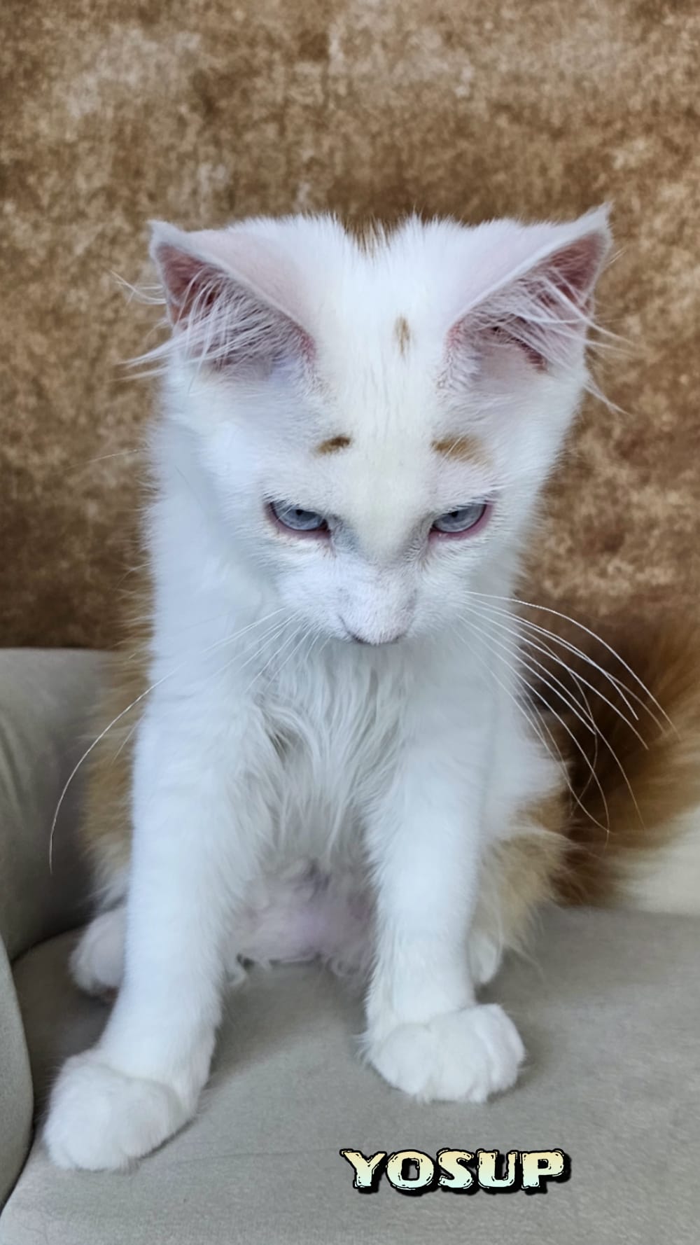 Maine-Coon-Yosup (4)