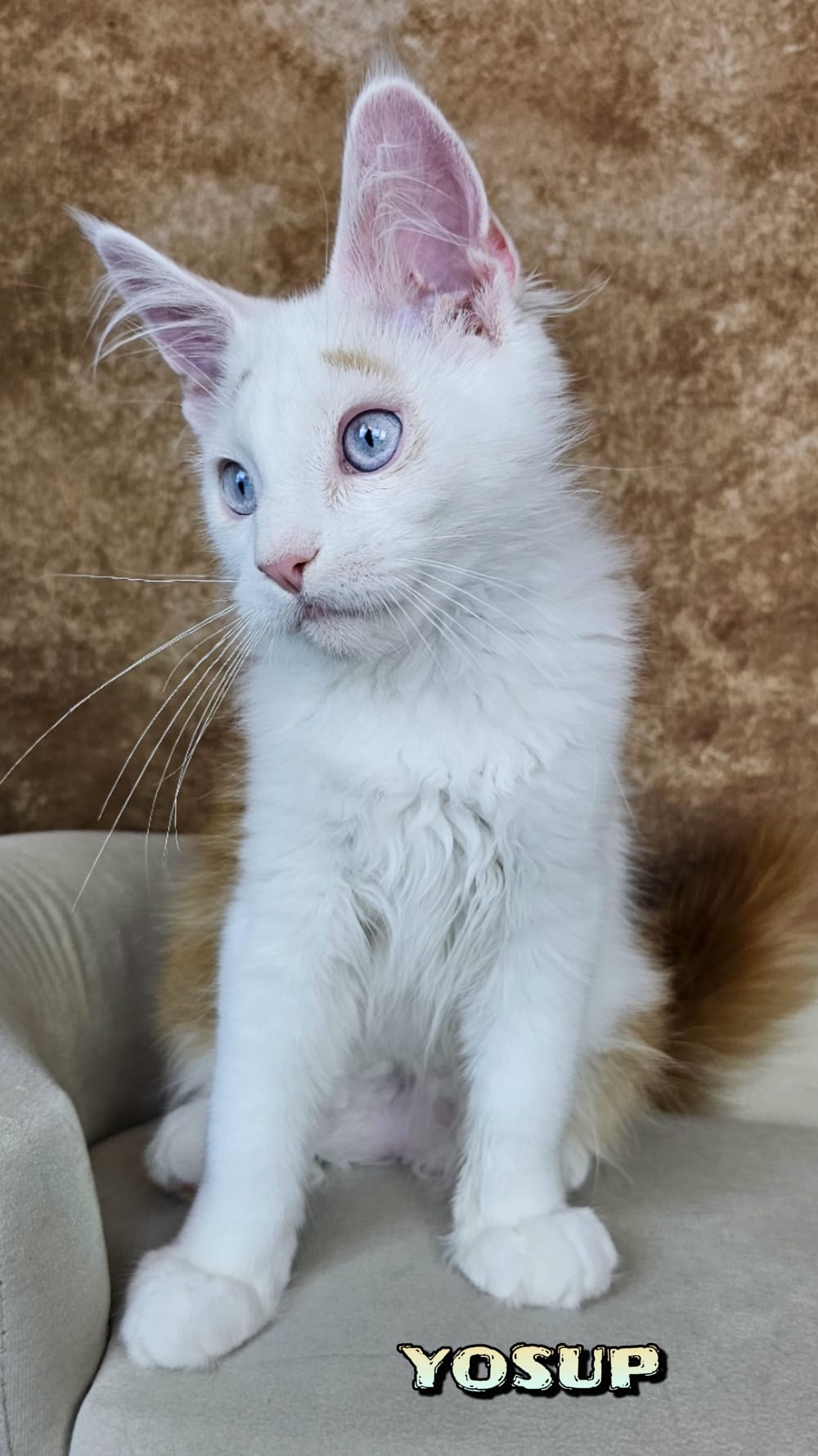 Maine-Coon-Yosup (5)