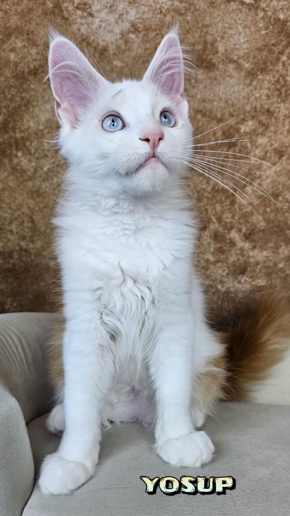 Maine-Coon-Yosup (6)